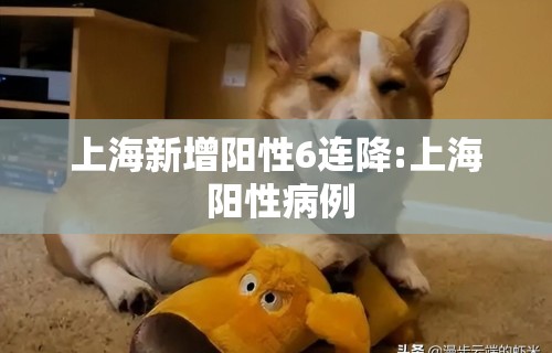 上海新增阳性6连降:上海 阳性病例